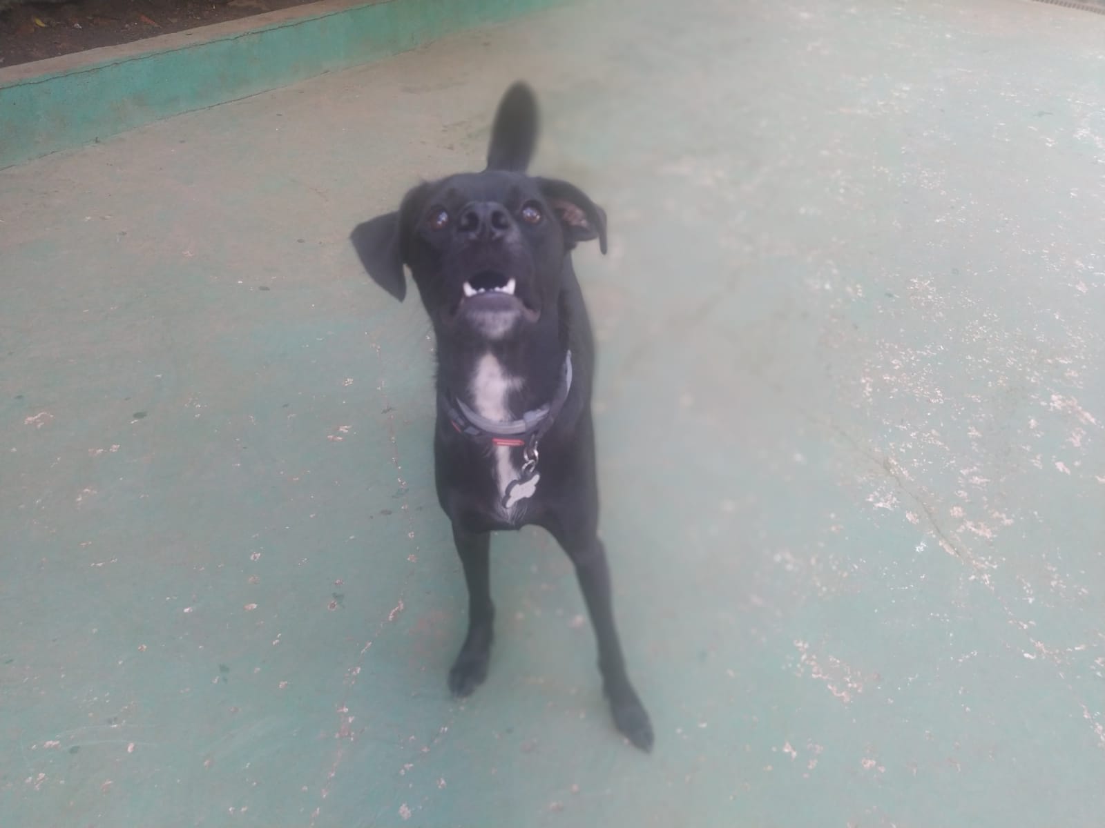 Foto do dia 12/02/2026 08:56  na clínica Animal House