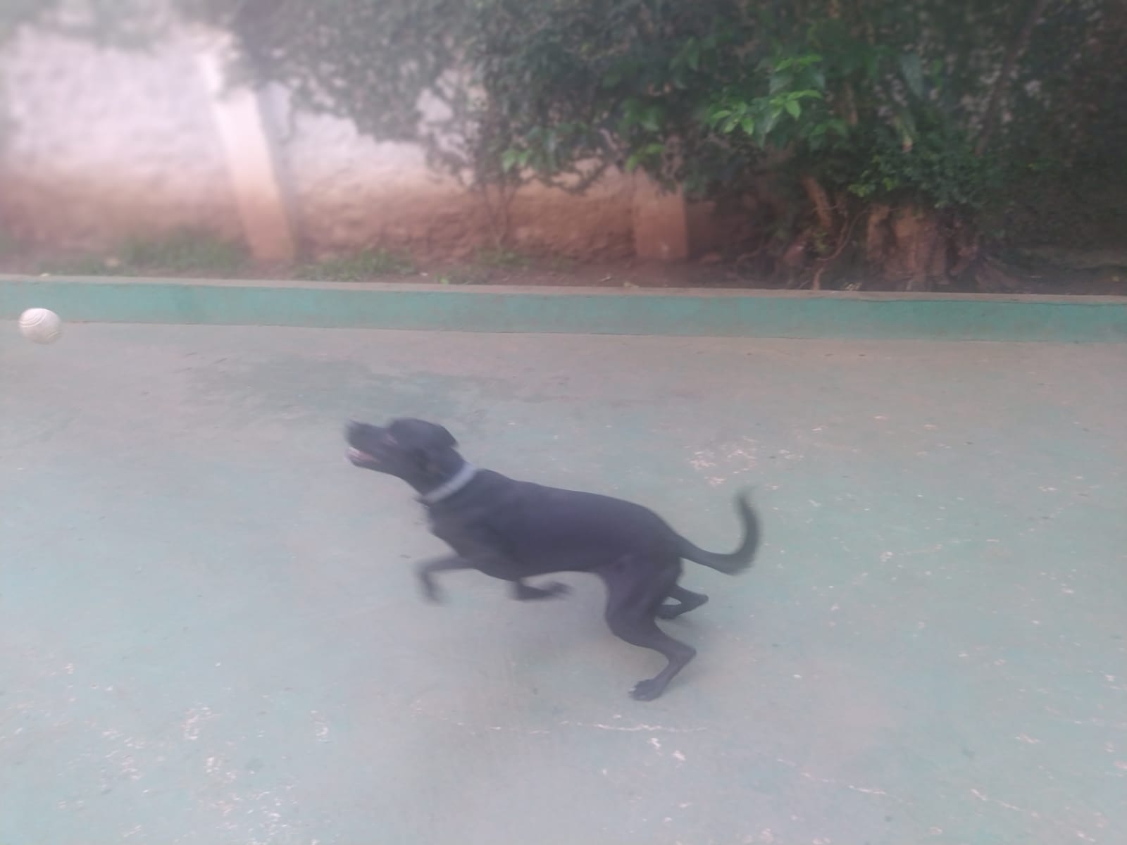 Foto do dia 12/02/2026 08:56  na clínica Animal House