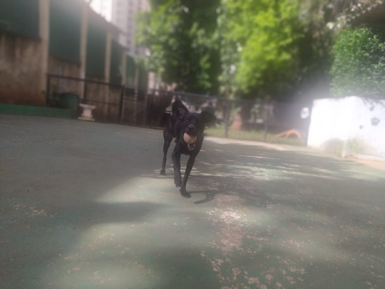 Foto do dia 12/02/2026 08:56  na clínica Animal House