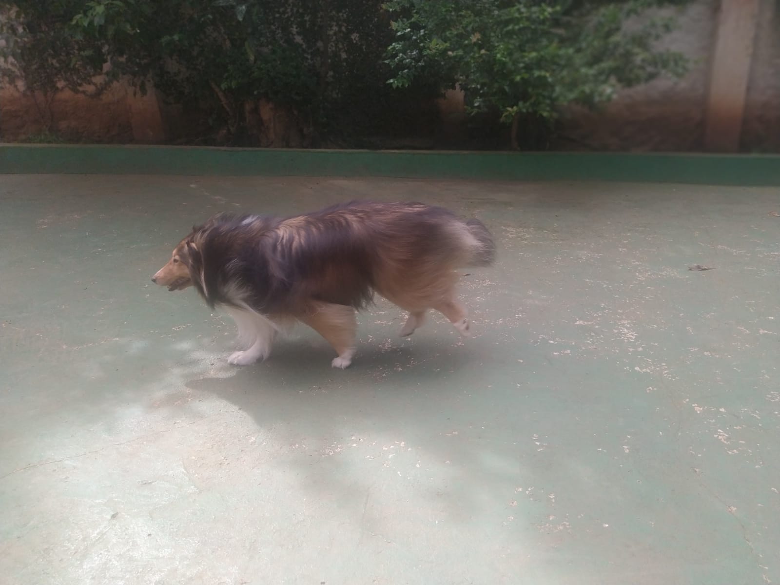 Foto do dia 12/02/2026 10:01  na clínica Animal House