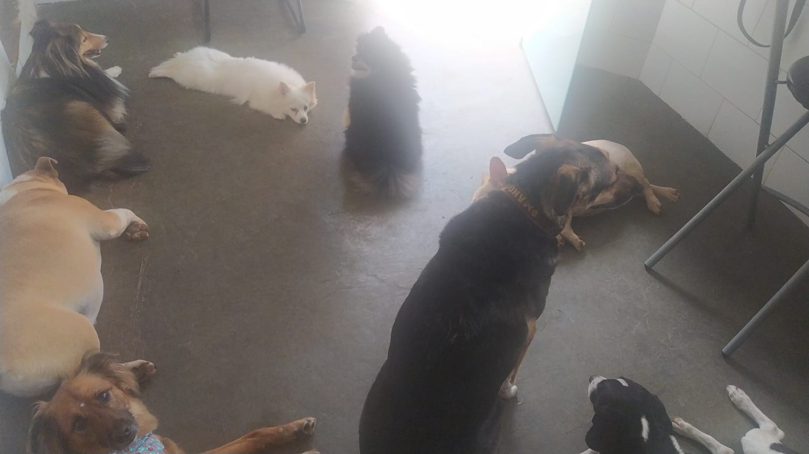 Foto do dia 12/02/2026 10:46  na clínica Animal House