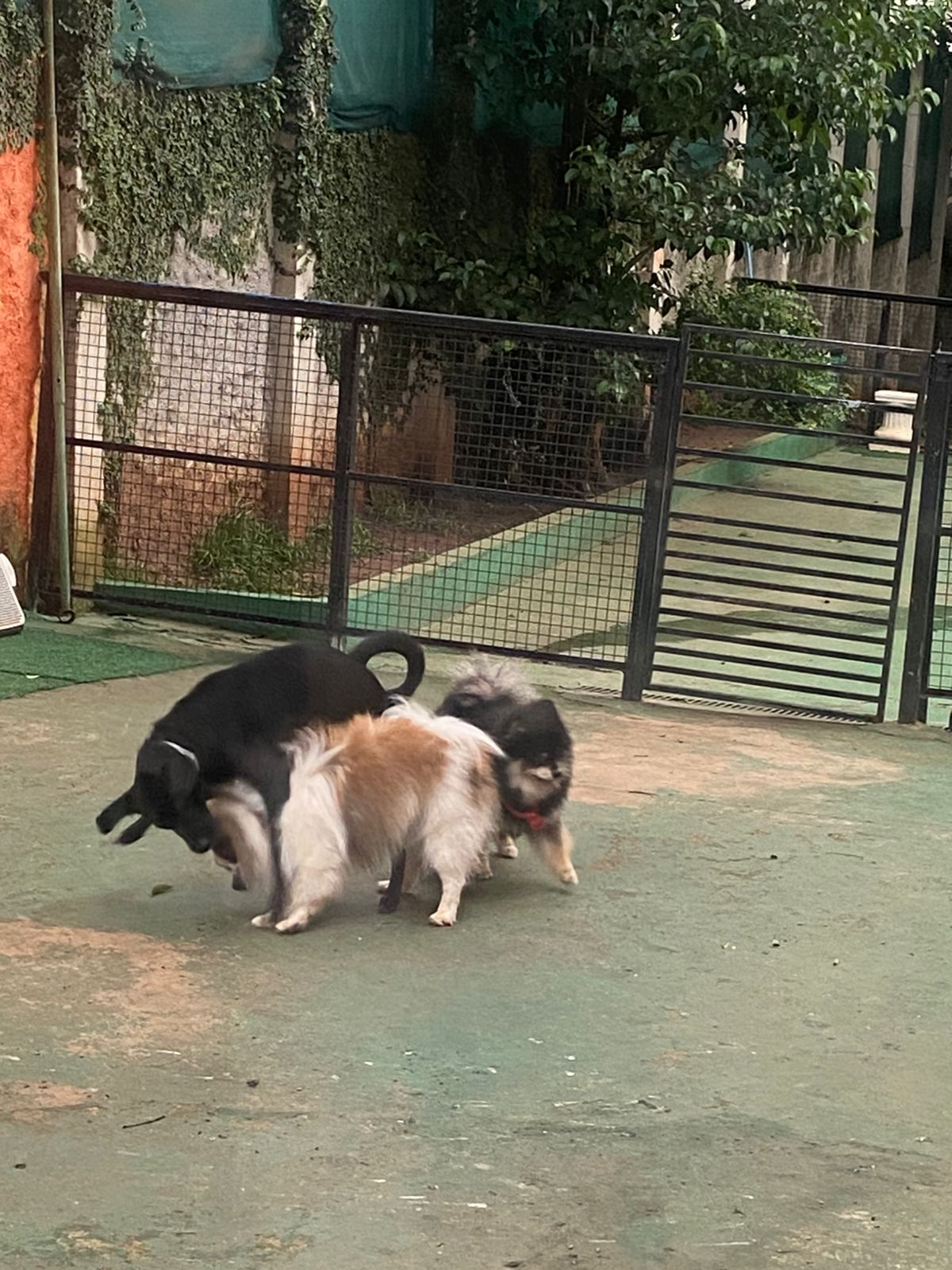 Foto do dia 12/02/2026 17:09  na clínica Animal House