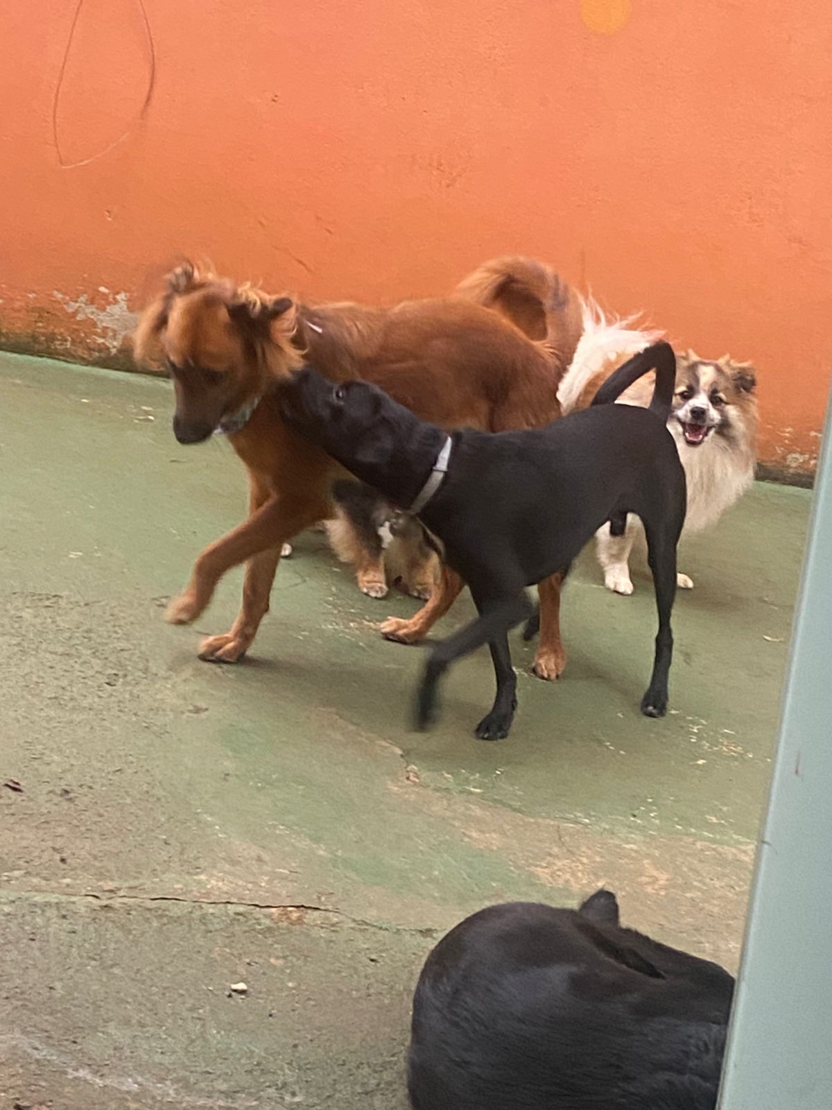 Foto do dia 12/02/2026 17:09  na clínica Animal House