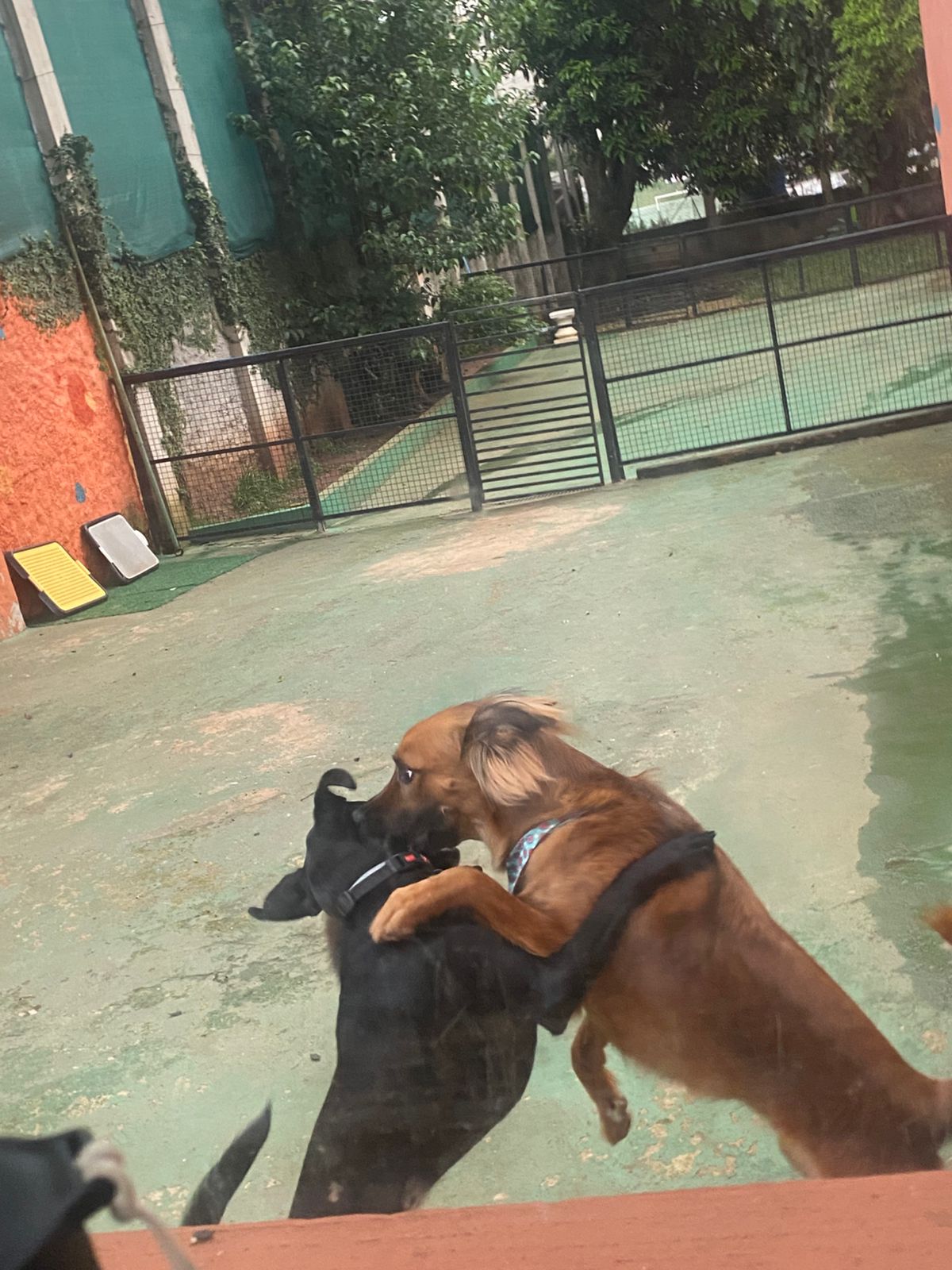 Foto do dia 12/02/2026 17:09  na clínica Animal House