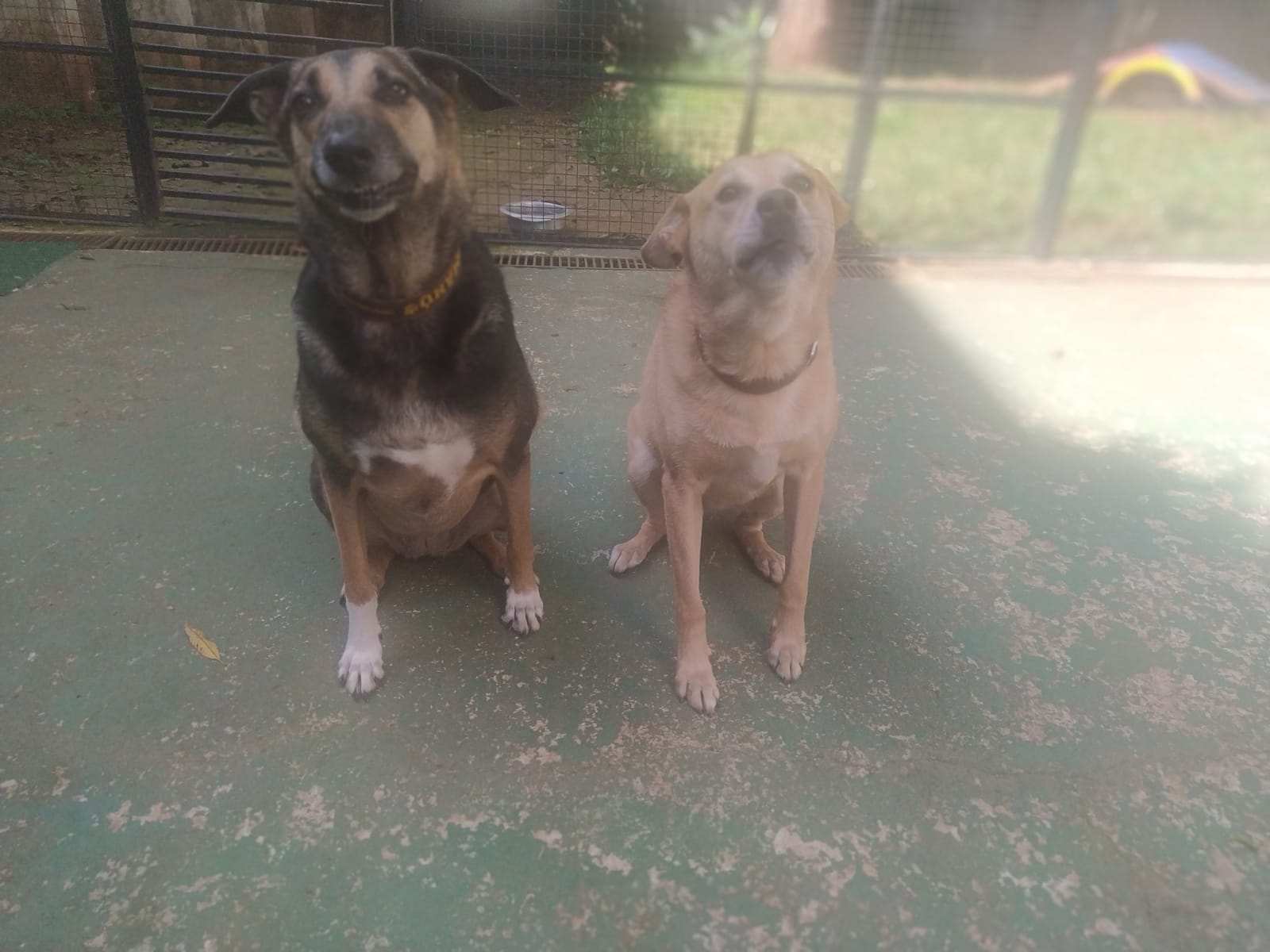 Foto do dia 13/02/2026 09:12  na clínica Animal House