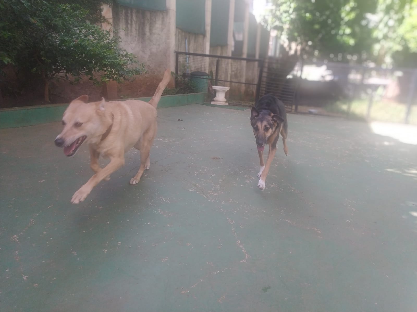 Foto do dia 13/02/2026 09:12  na clínica Animal House