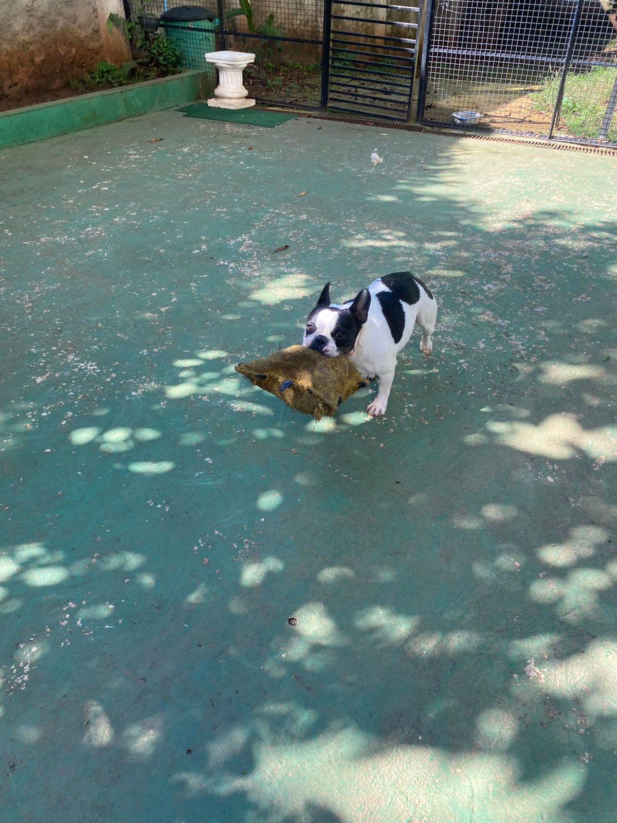 Foto do dia 13/02/2026 09:18  na clínica Animal House