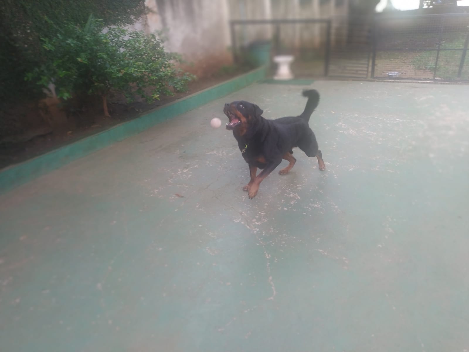 Foto do dia 13/02/2026 09:21  na clínica Animal House