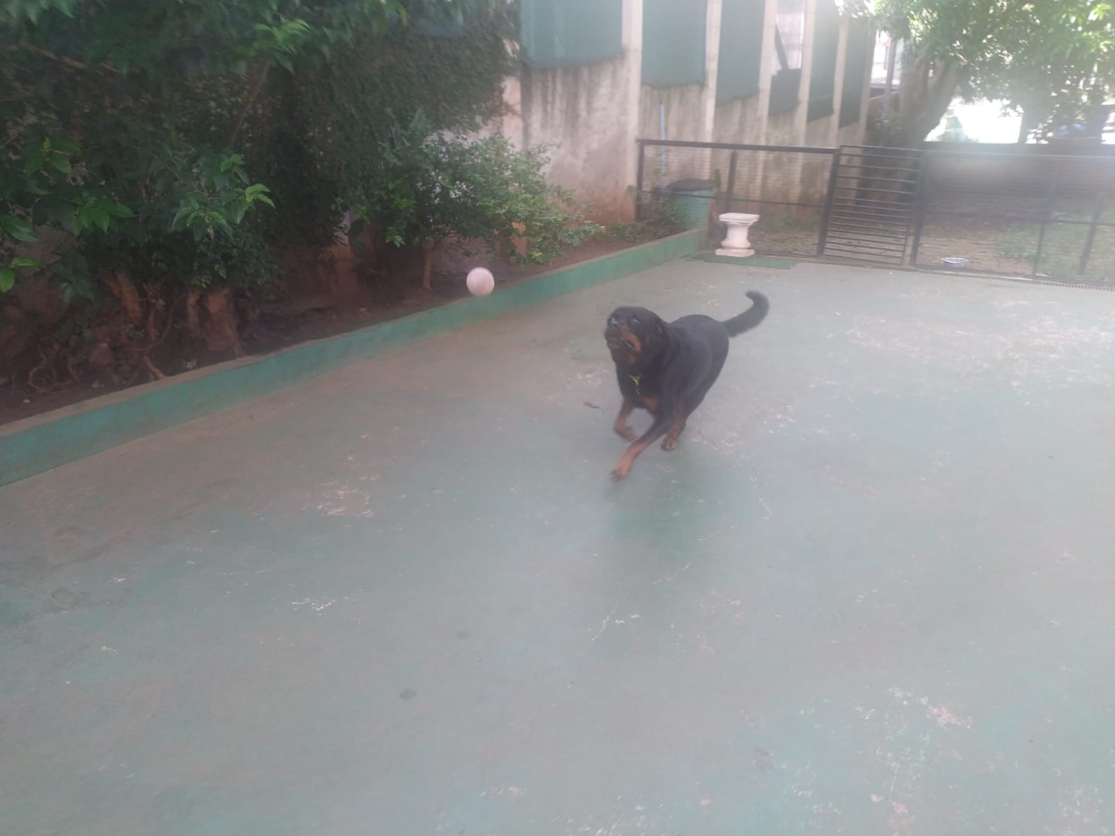 Foto do dia 13/02/2026 09:21  na clínica Animal House