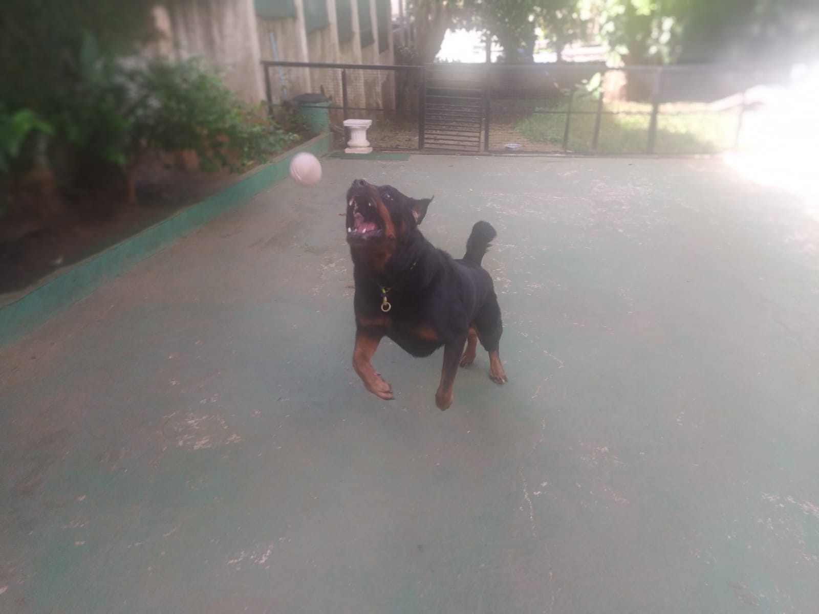 Foto do dia 13/02/2026 09:21  na clínica Animal House