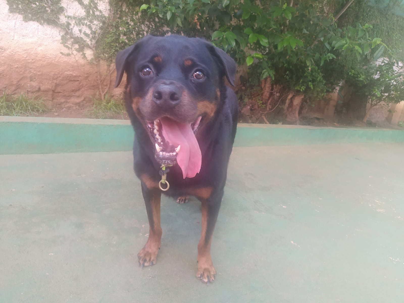 Foto do dia 13/02/2026 09:21  na clínica Animal House