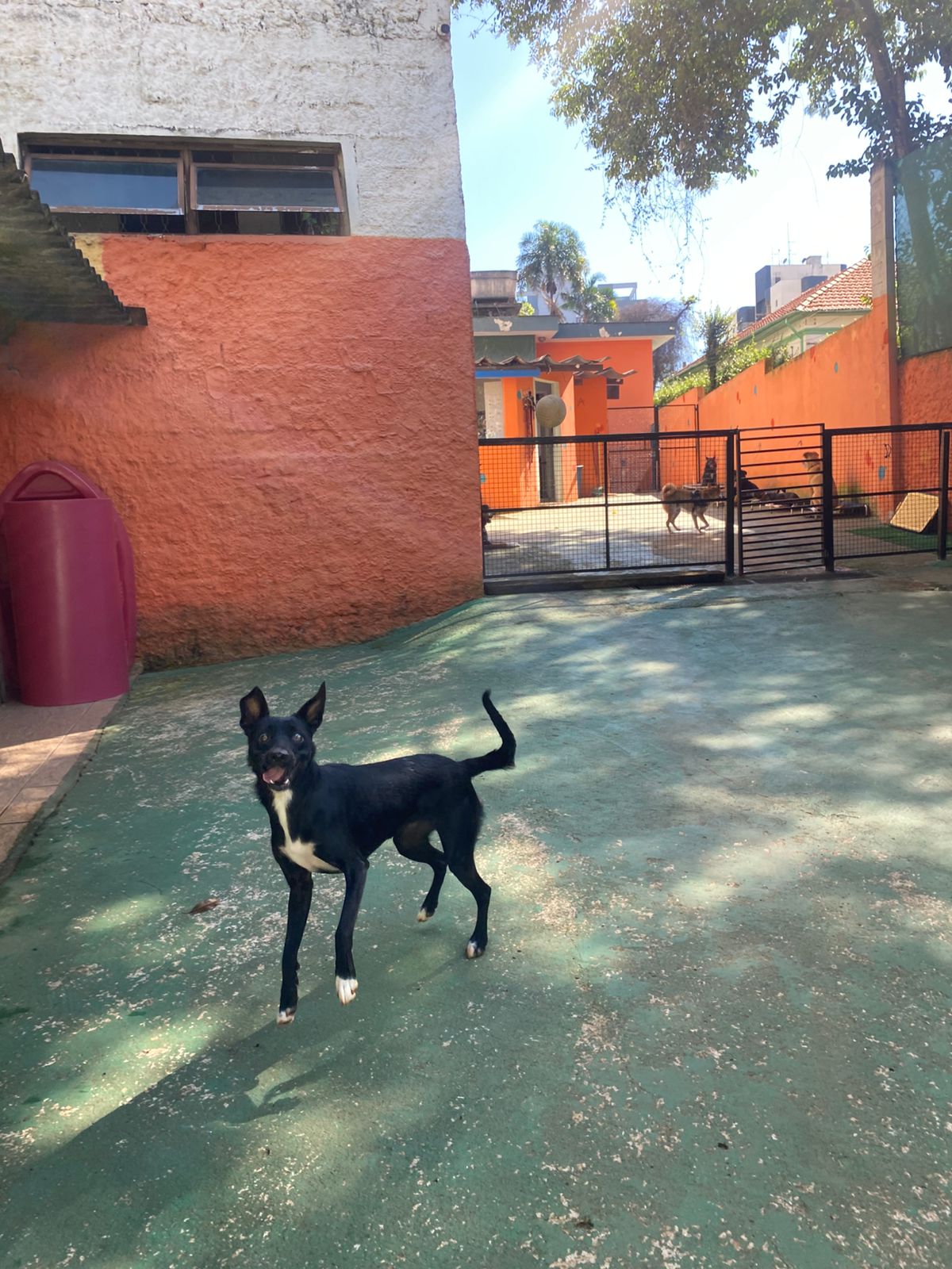 Foto do dia 13/02/2026 09:27  na clínica Animal House