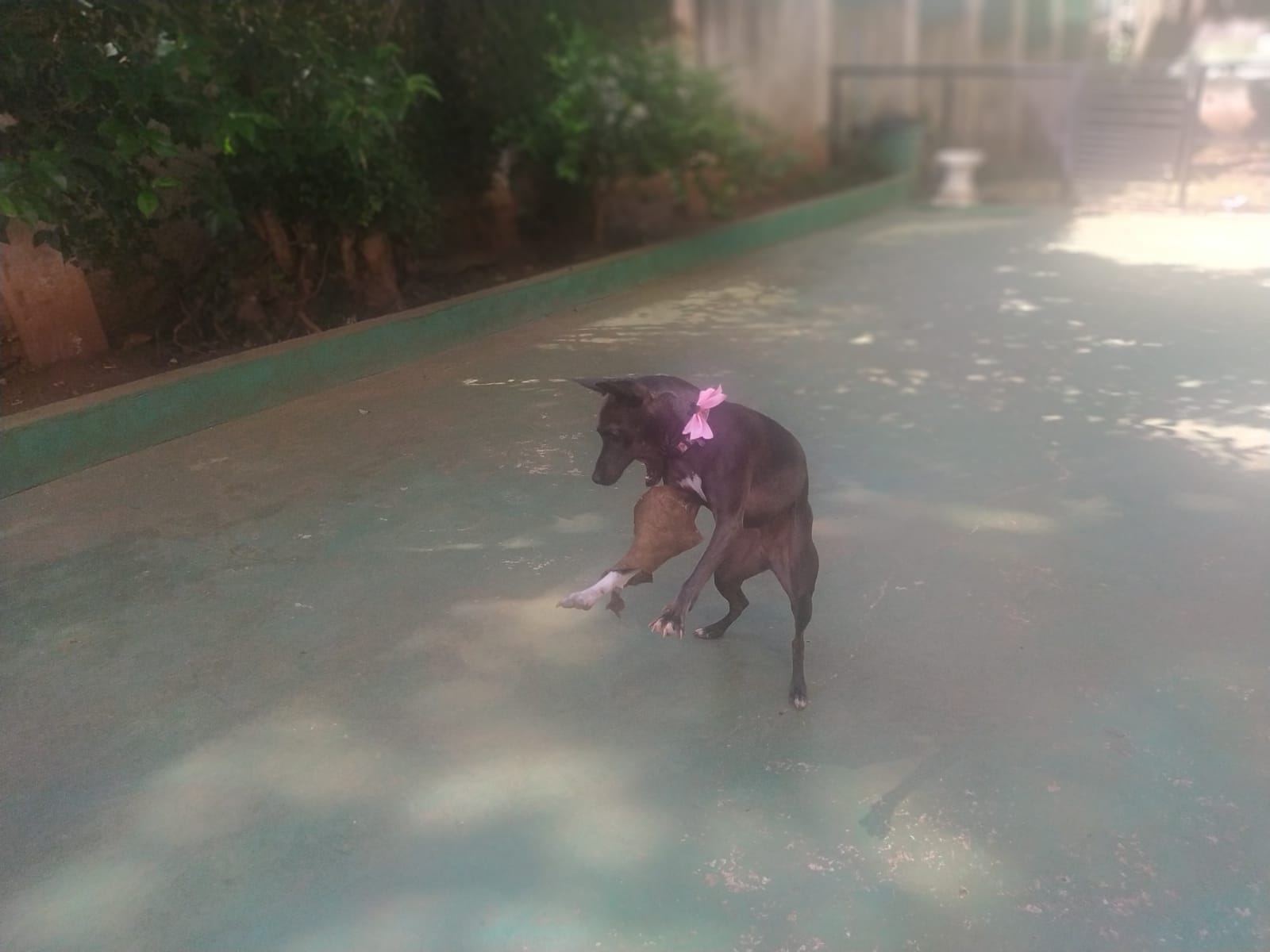 Foto do dia 13/02/2026 09:52  na clínica Animal House