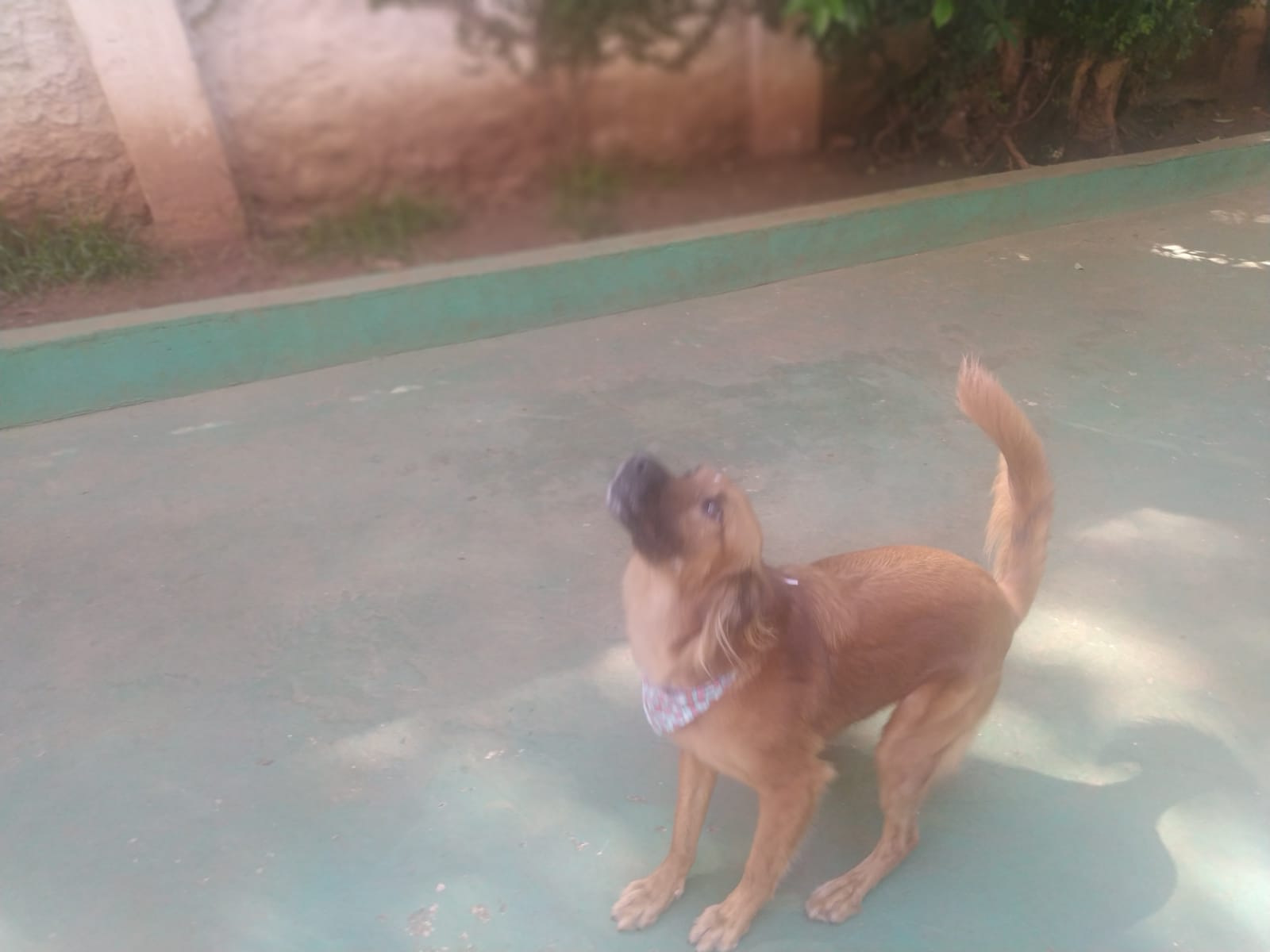 Foto do dia 13/02/2026 09:57  na clínica Animal House