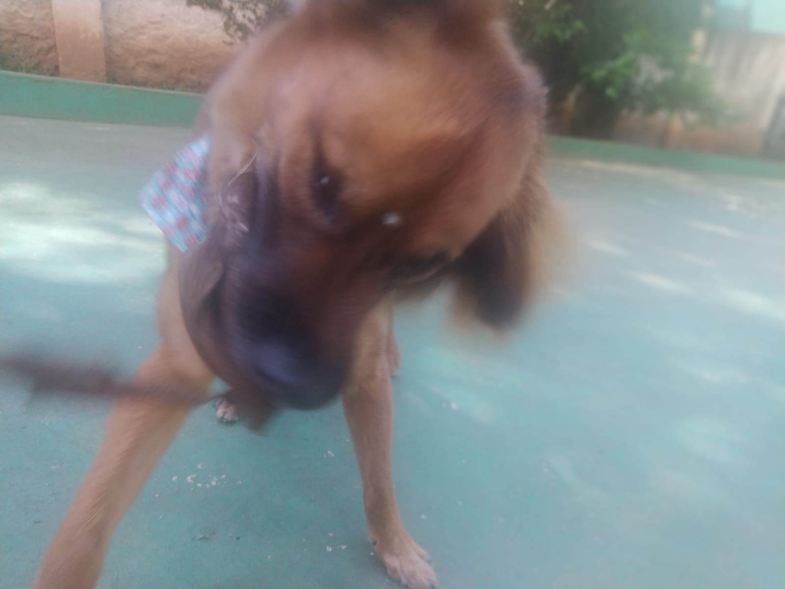 Foto do dia 13/02/2026 09:57  na clínica Animal House