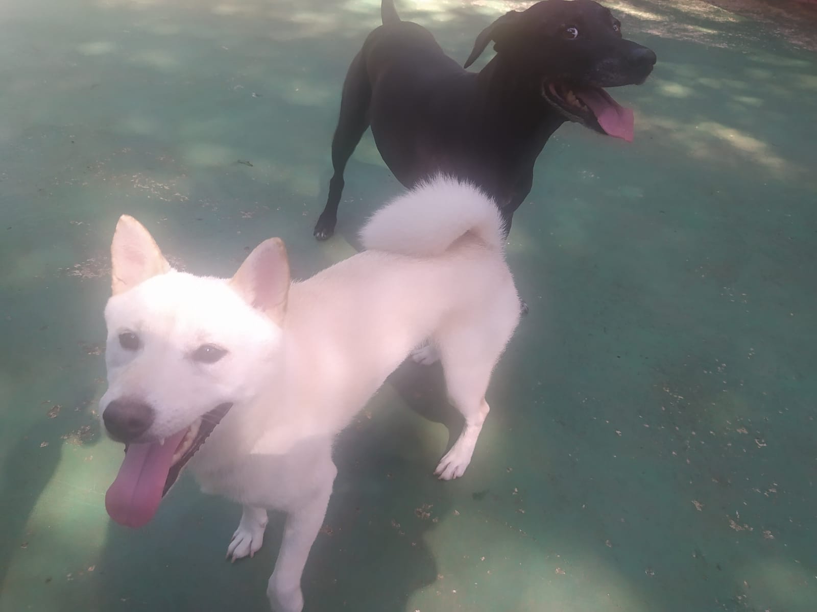 Foto do dia 13/02/2026 10:05  na clínica Animal House