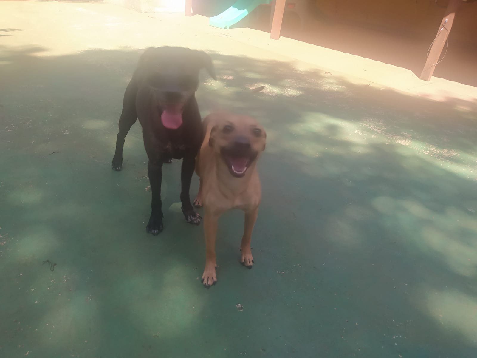 Foto do dia 13/02/2026 10:07  na clínica Animal House