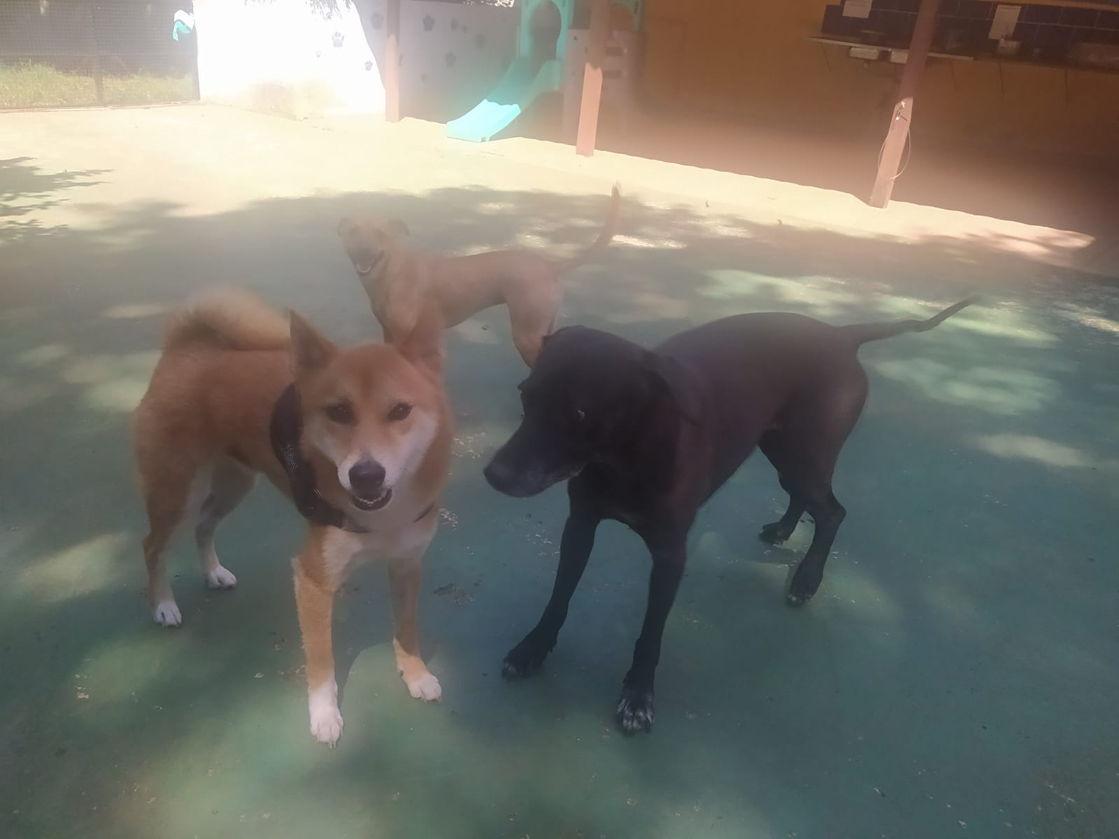 Foto do dia 13/02/2026 10:07  na clínica Animal House