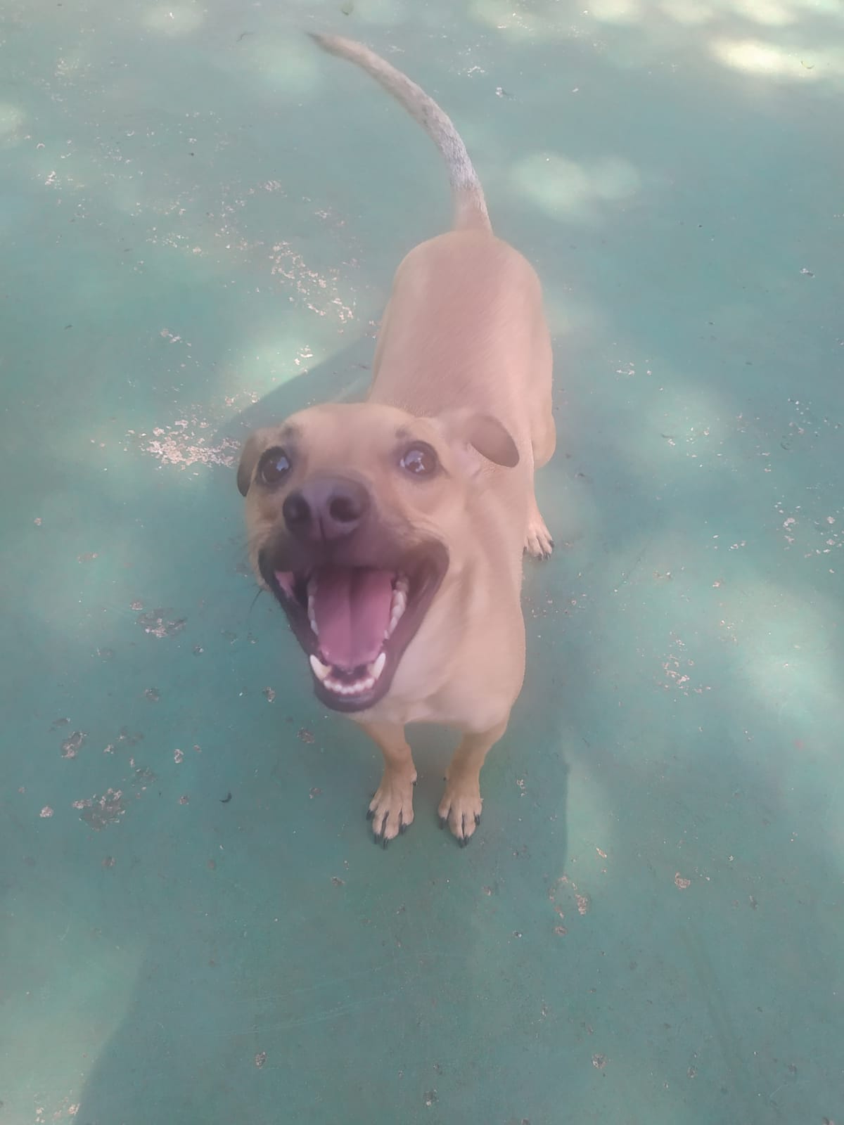 Foto do dia 13/02/2026 10:11  na clínica Animal House