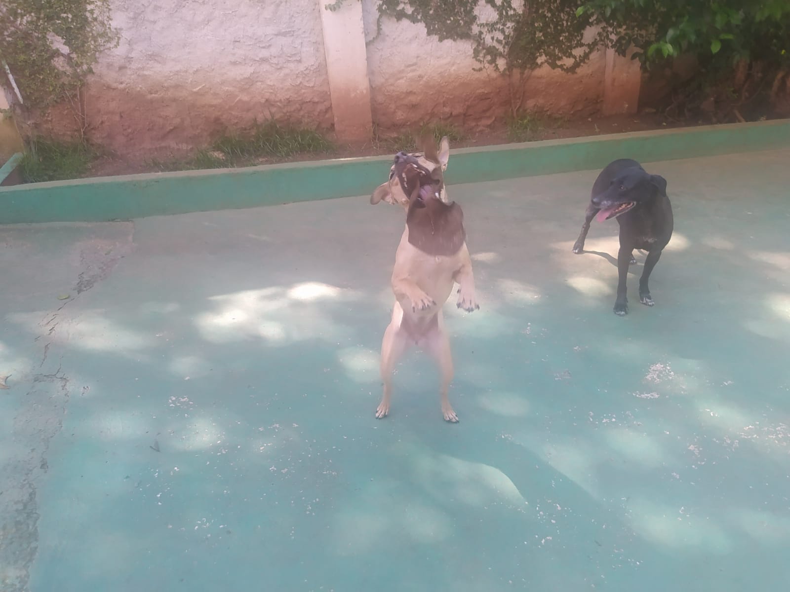 Foto do dia 13/02/2026 10:11  na clínica Animal House