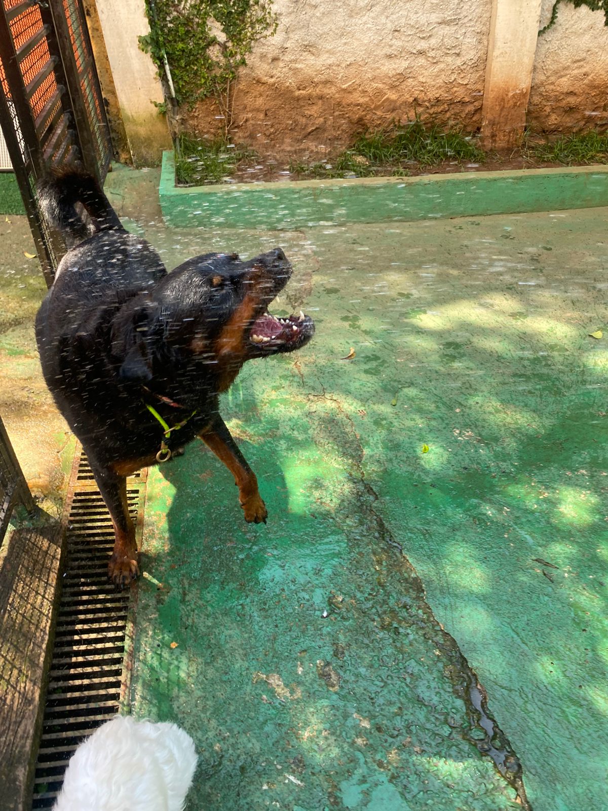 Foto do dia 13/02/2026 10:31  na clínica Animal House