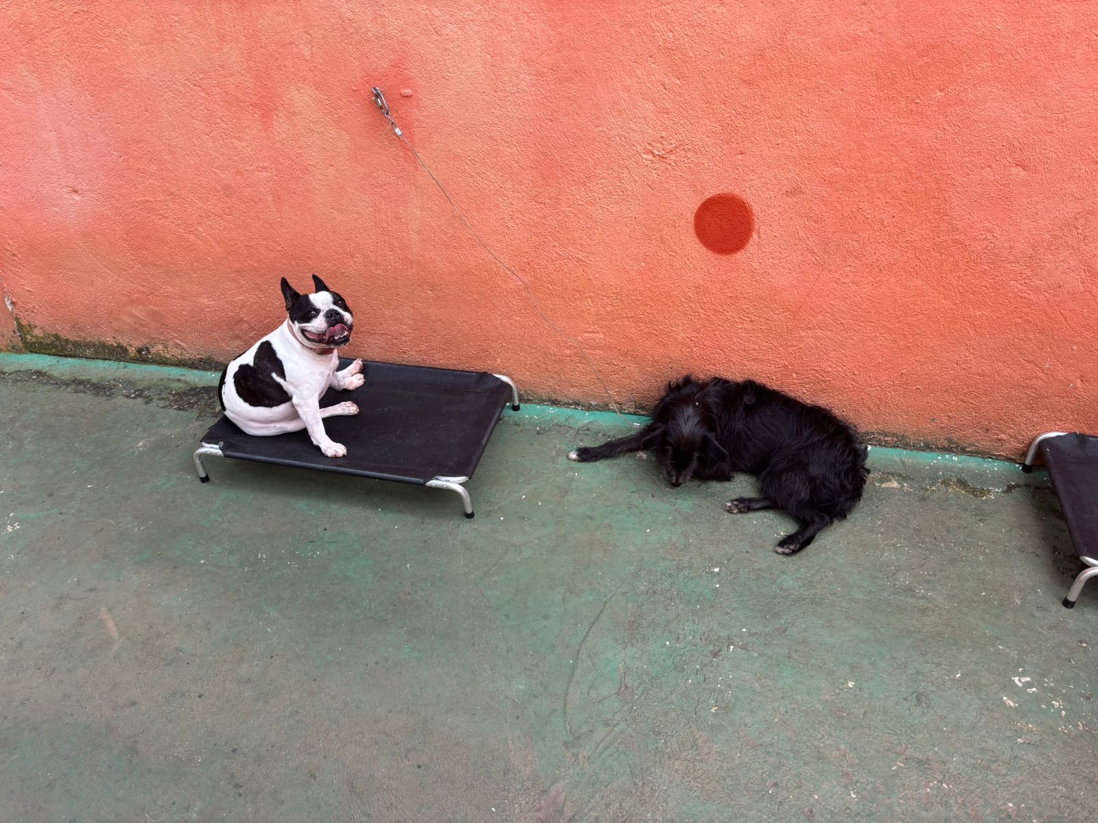 Foto do dia 13/02/2026 13:34  na clínica Animal House