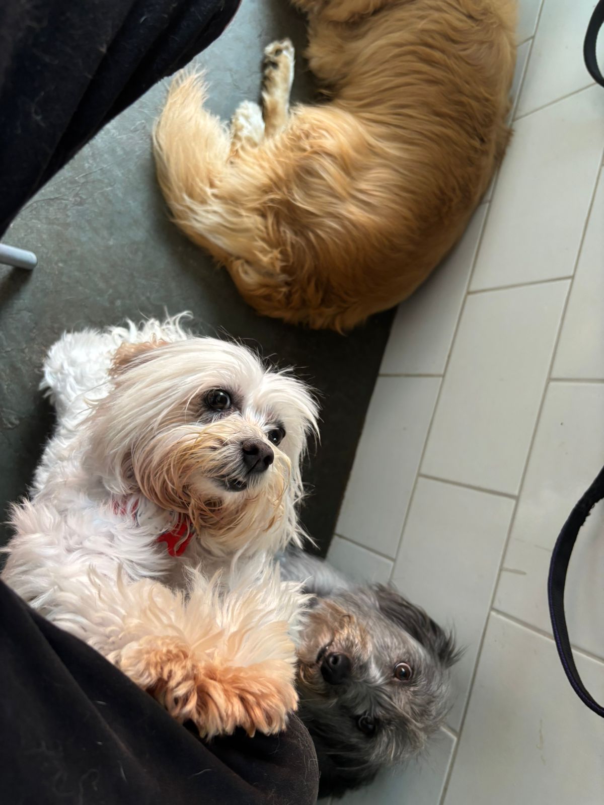 Foto do dia 13/02/2026 14:52  na clínica Animal House