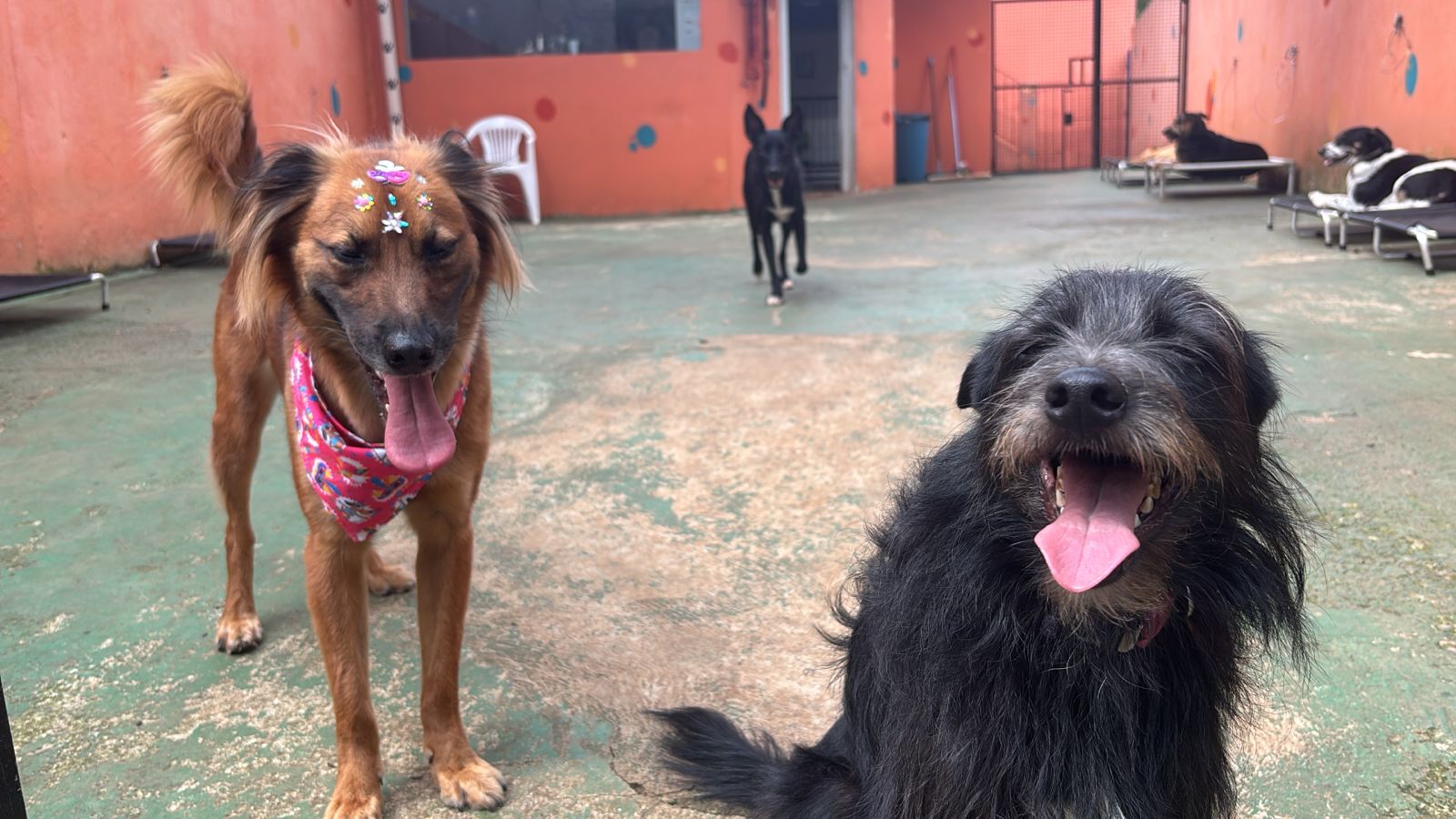 Foto do dia 13/02/2026 15:25  na clínica Animal House