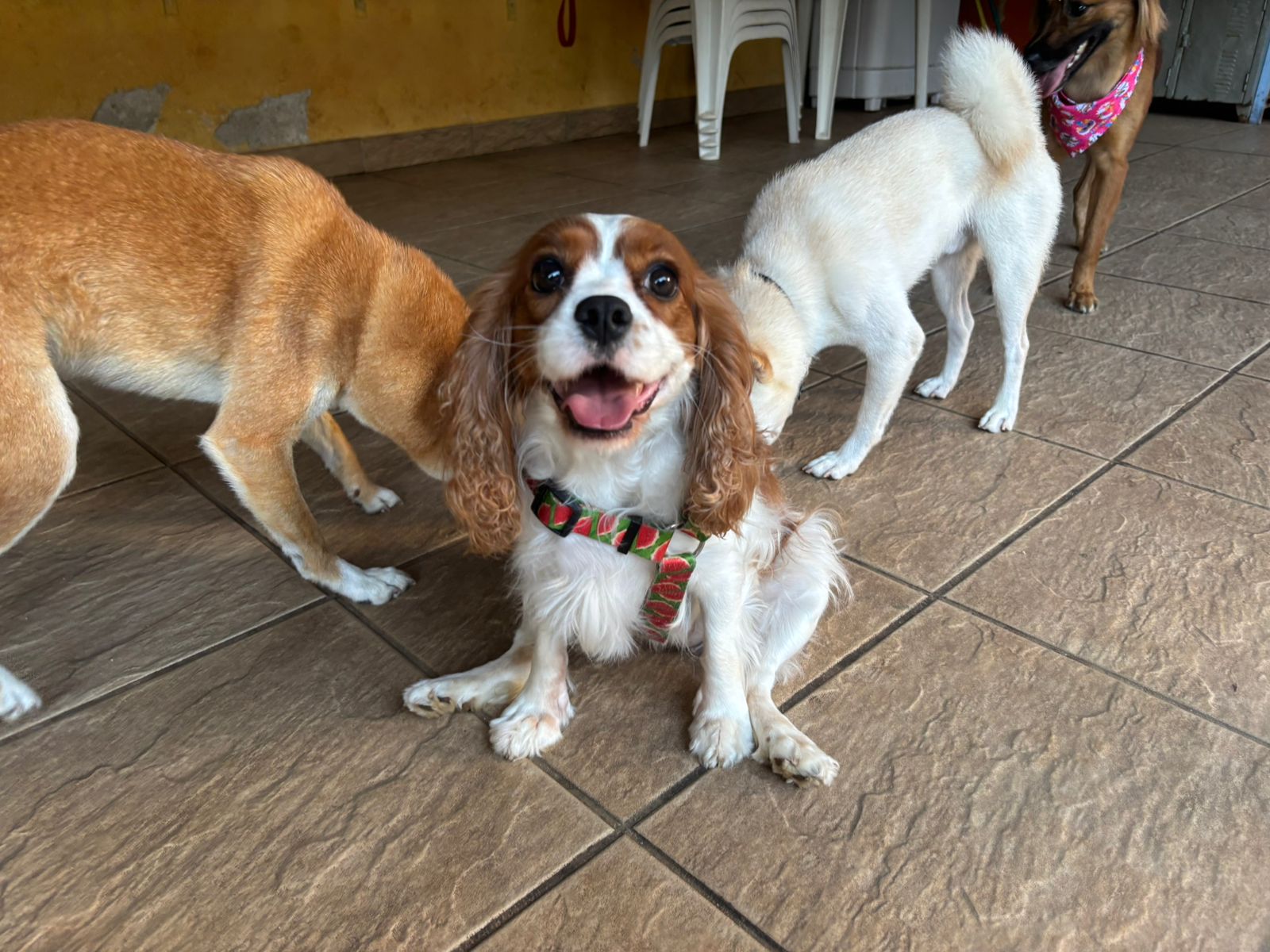 Foto do dia 13/02/2026 16:02  na clínica Animal House