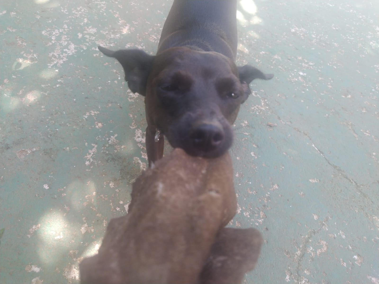 Foto do dia 18/02/2026 10:11  na clínica Animal House