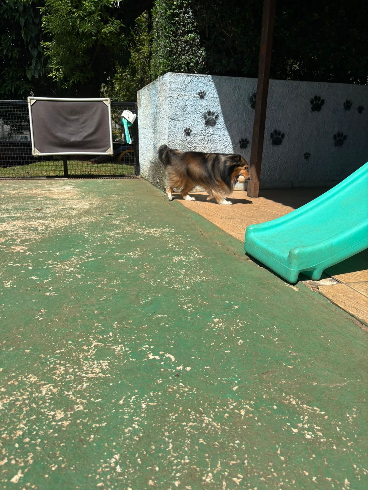 Foto do dia 18/02/2026 10:28  na clínica Animal House