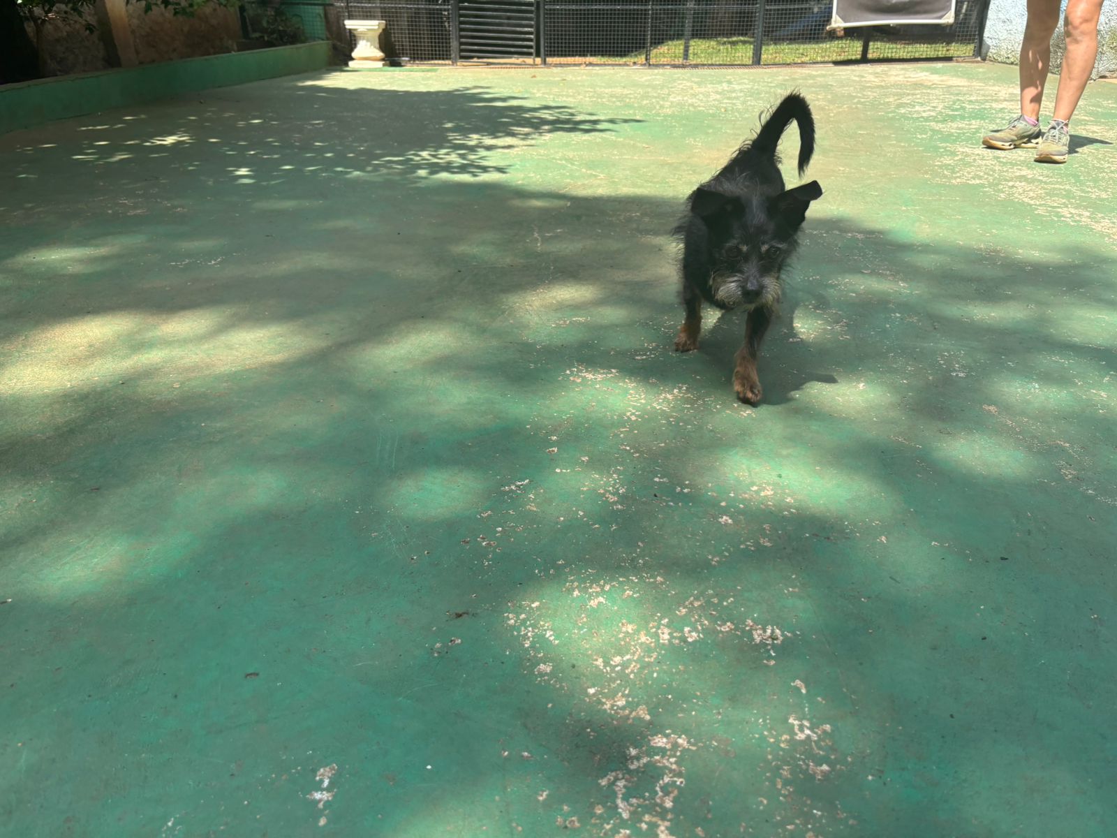 Foto do dia 18/02/2026 10:44  na clínica Animal House