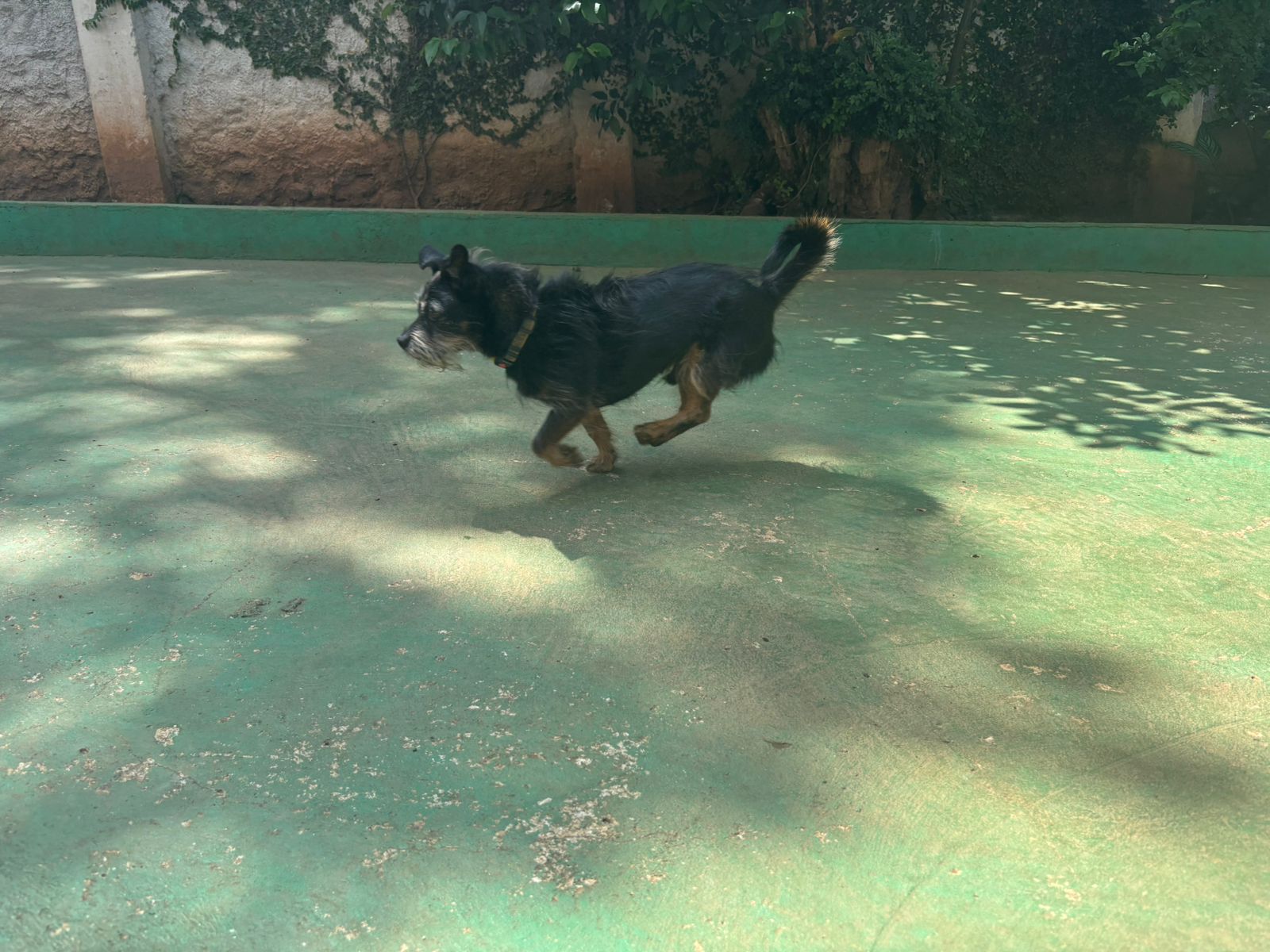 Foto do dia 18/02/2026 10:44  na clínica Animal House