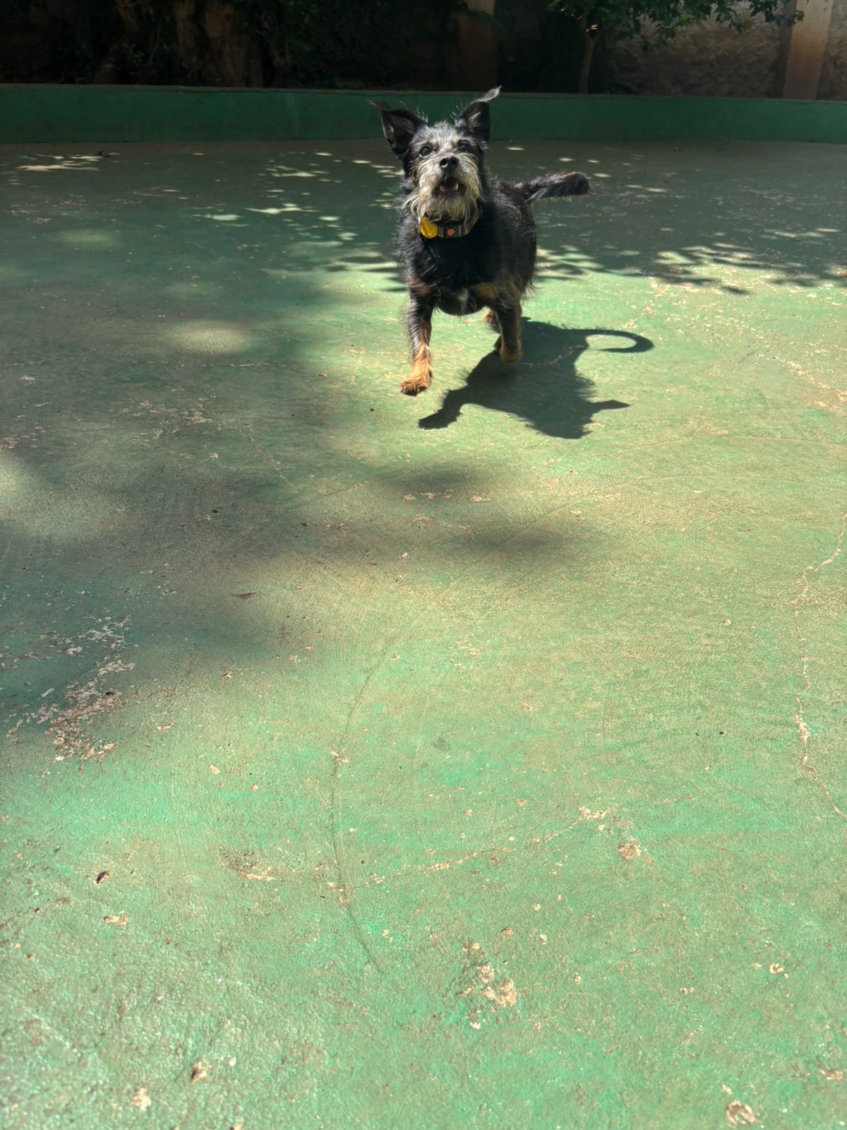 Foto do dia 18/02/2026 10:44  na clínica Animal House