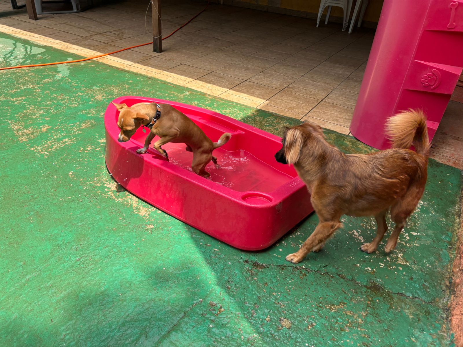 Foto do dia 18/02/2026 11:16  na clínica Animal House