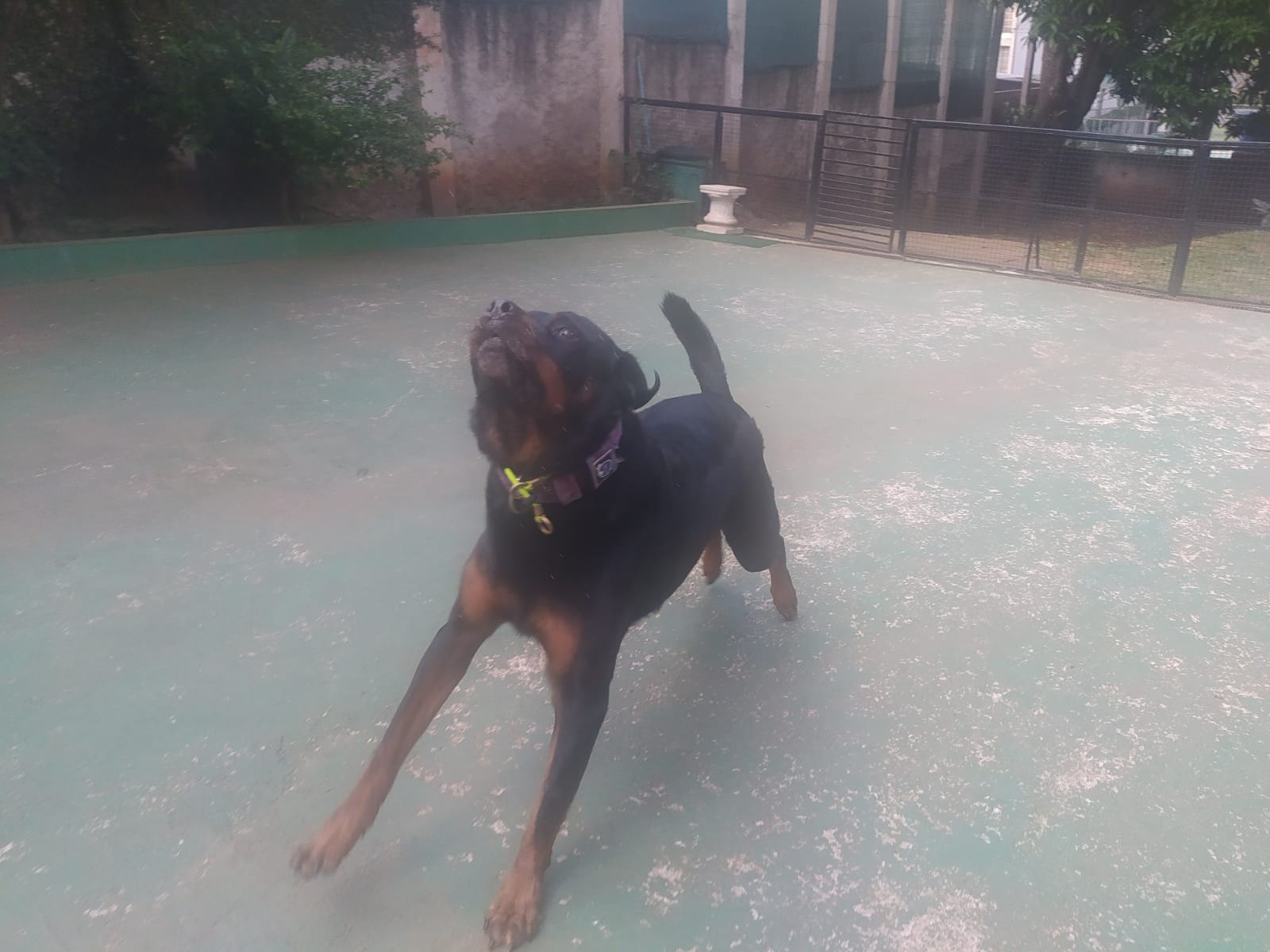 Foto do dia 19/02/2026 09:31  na clínica Animal House