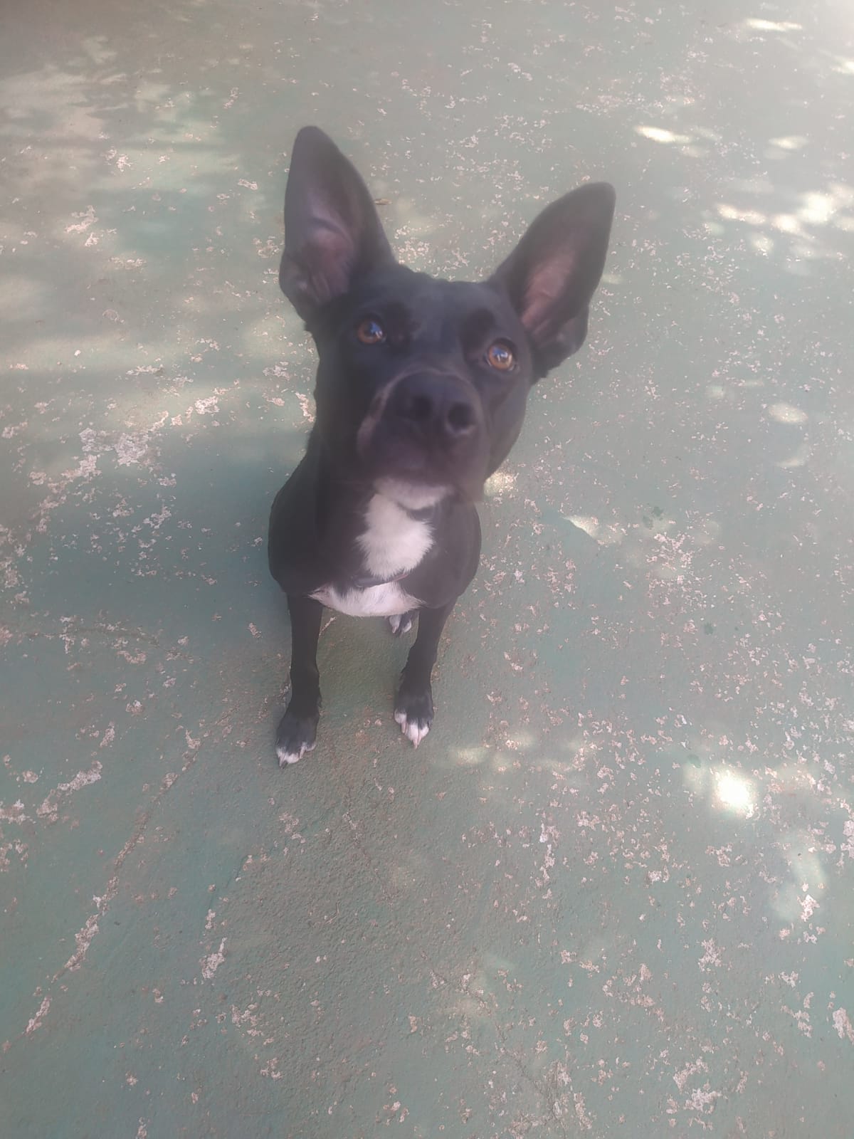 Foto do dia 19/02/2026 09:52  na clínica Animal House