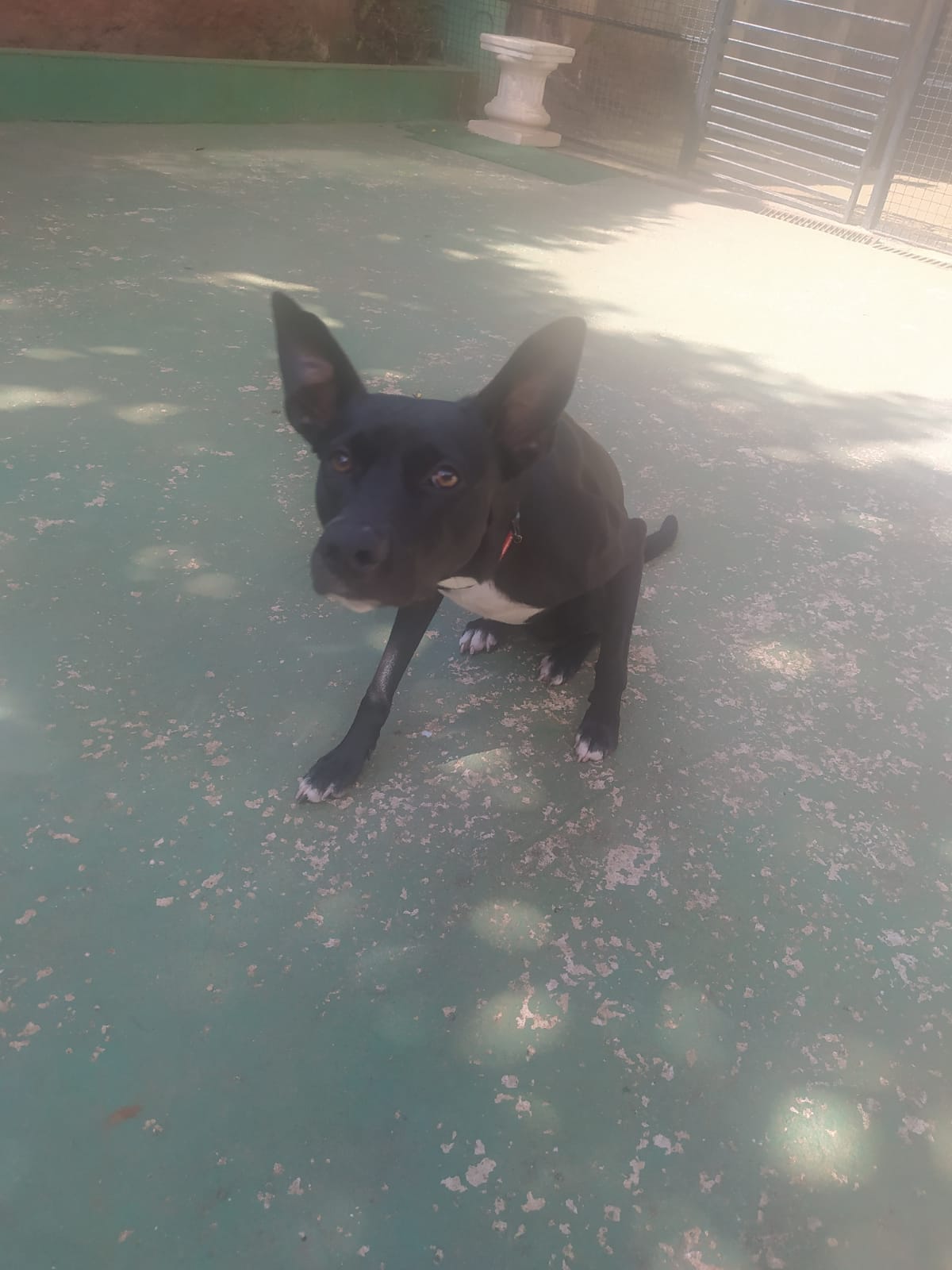 Foto do dia 19/02/2026 09:52  na clínica Animal House