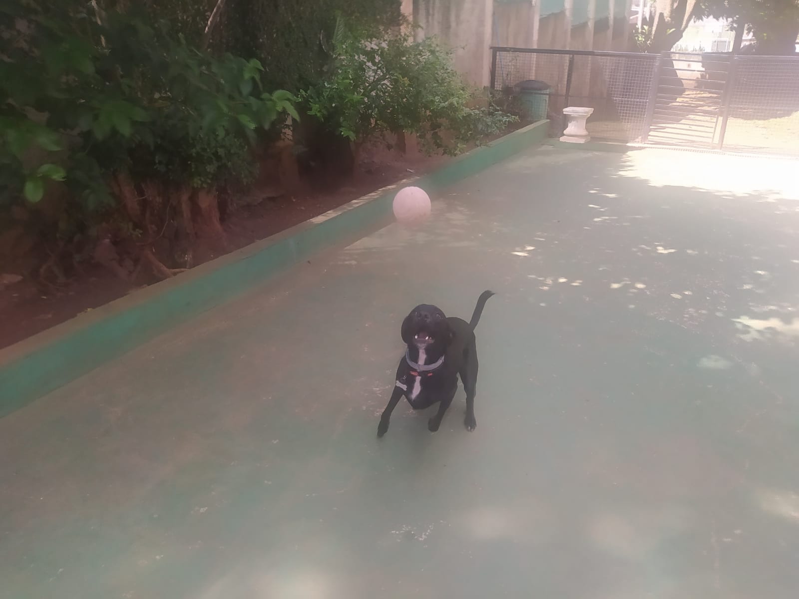 Foto do dia 19/02/2026 10:07  na clínica Animal House