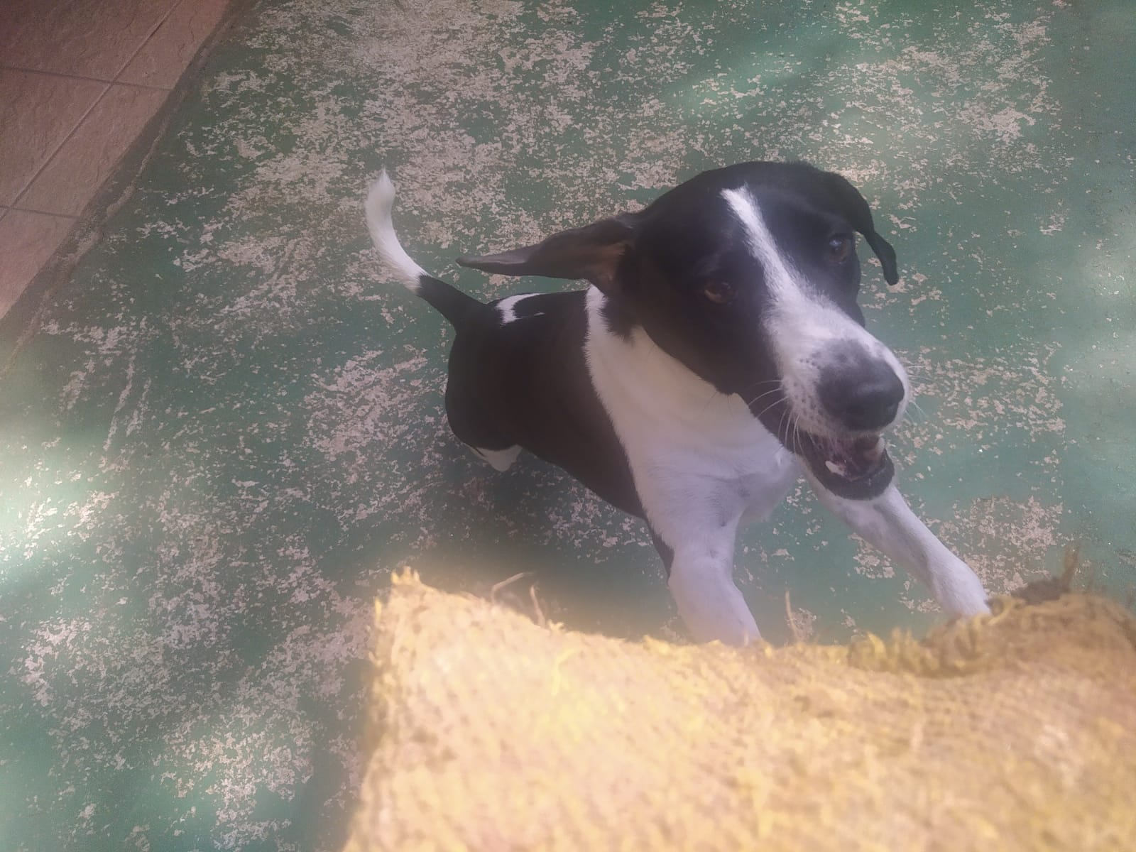 Foto do dia 19/02/2026 10:18  na clínica Animal House