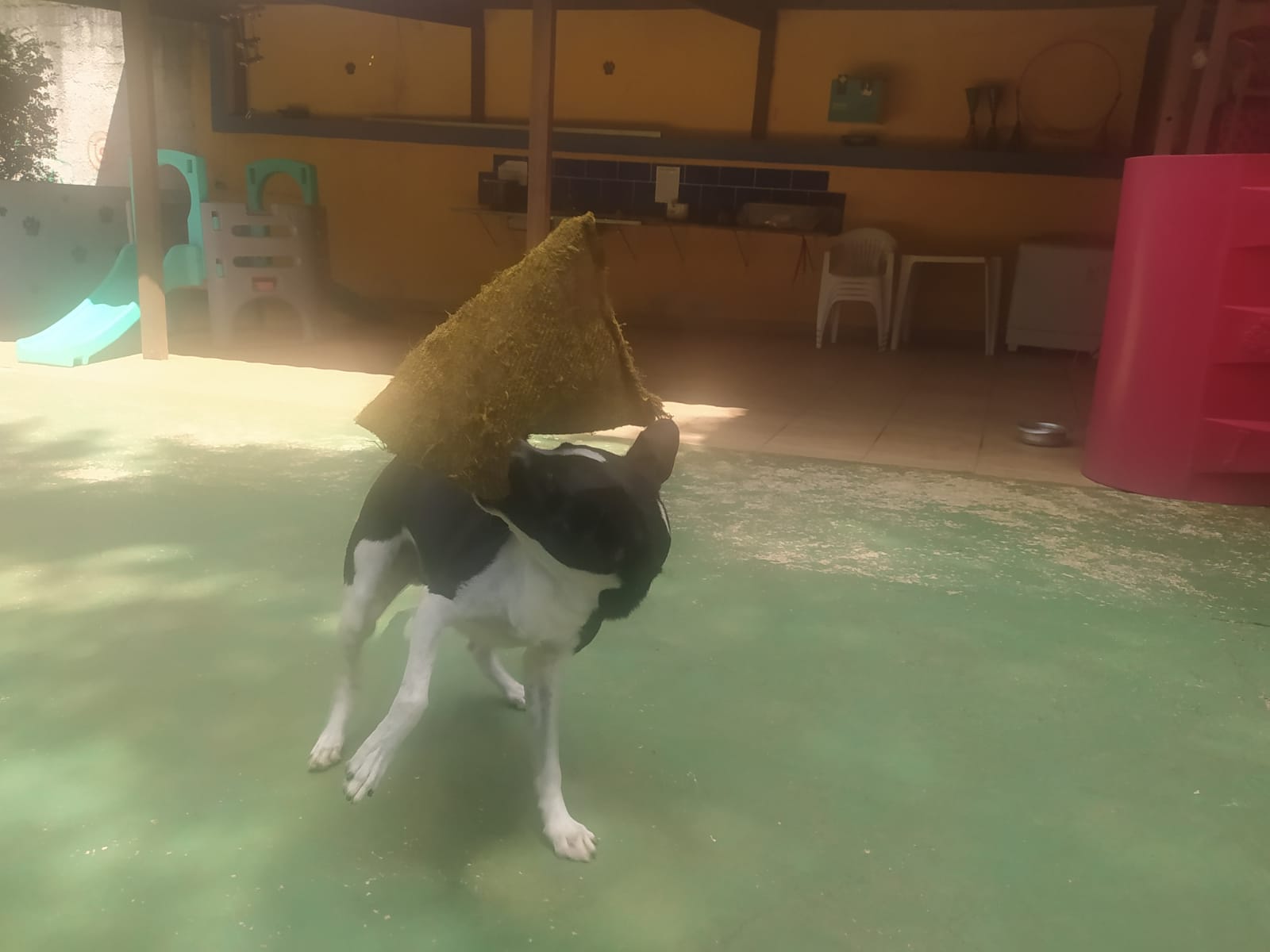 Foto do dia 19/02/2026 10:18  na clínica Animal House