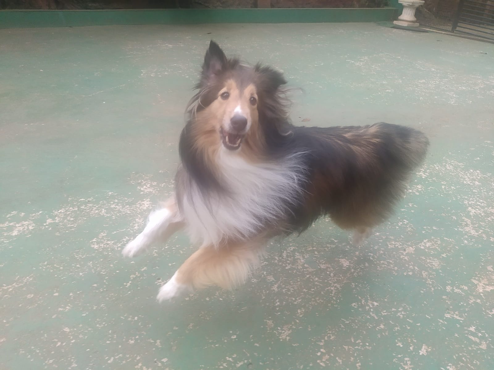 Foto do dia 19/02/2026 10:39  na clínica Animal House