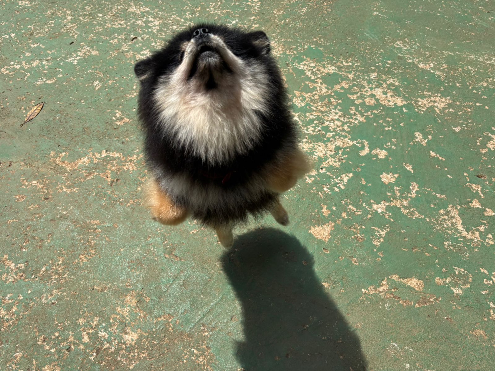 Foto do dia 19/02/2026 10:57  na clínica Animal House