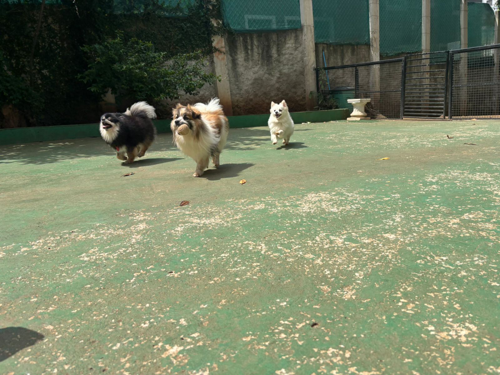 Foto do dia 19/02/2026 10:57  na clínica Animal House