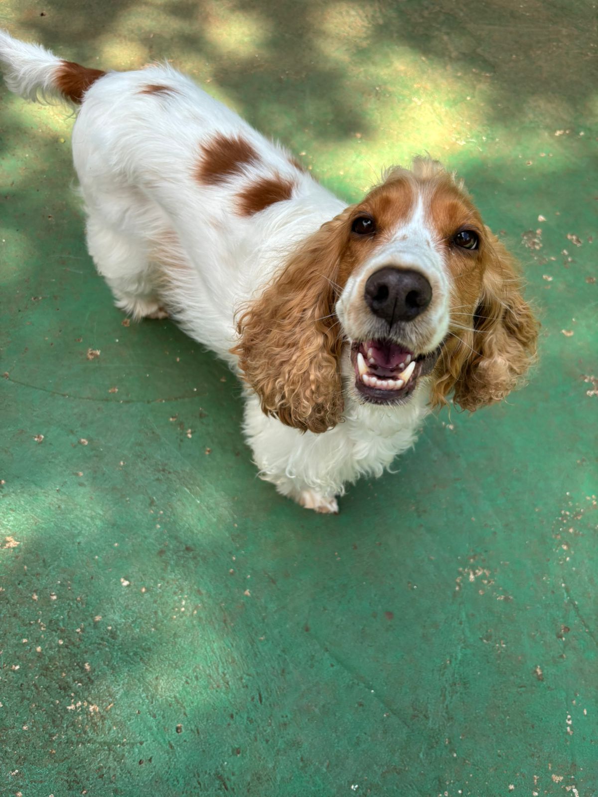 Foto do dia 19/02/2026 11:03  na clínica Animal House