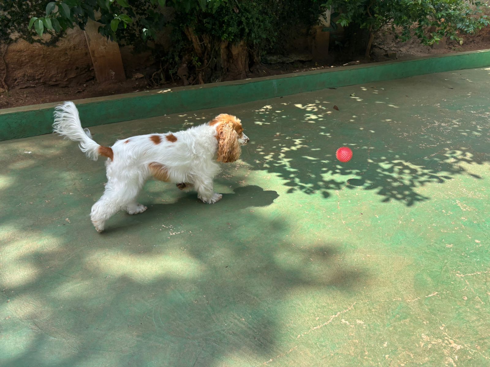 Foto do dia 19/02/2026 11:03  na clínica Animal House