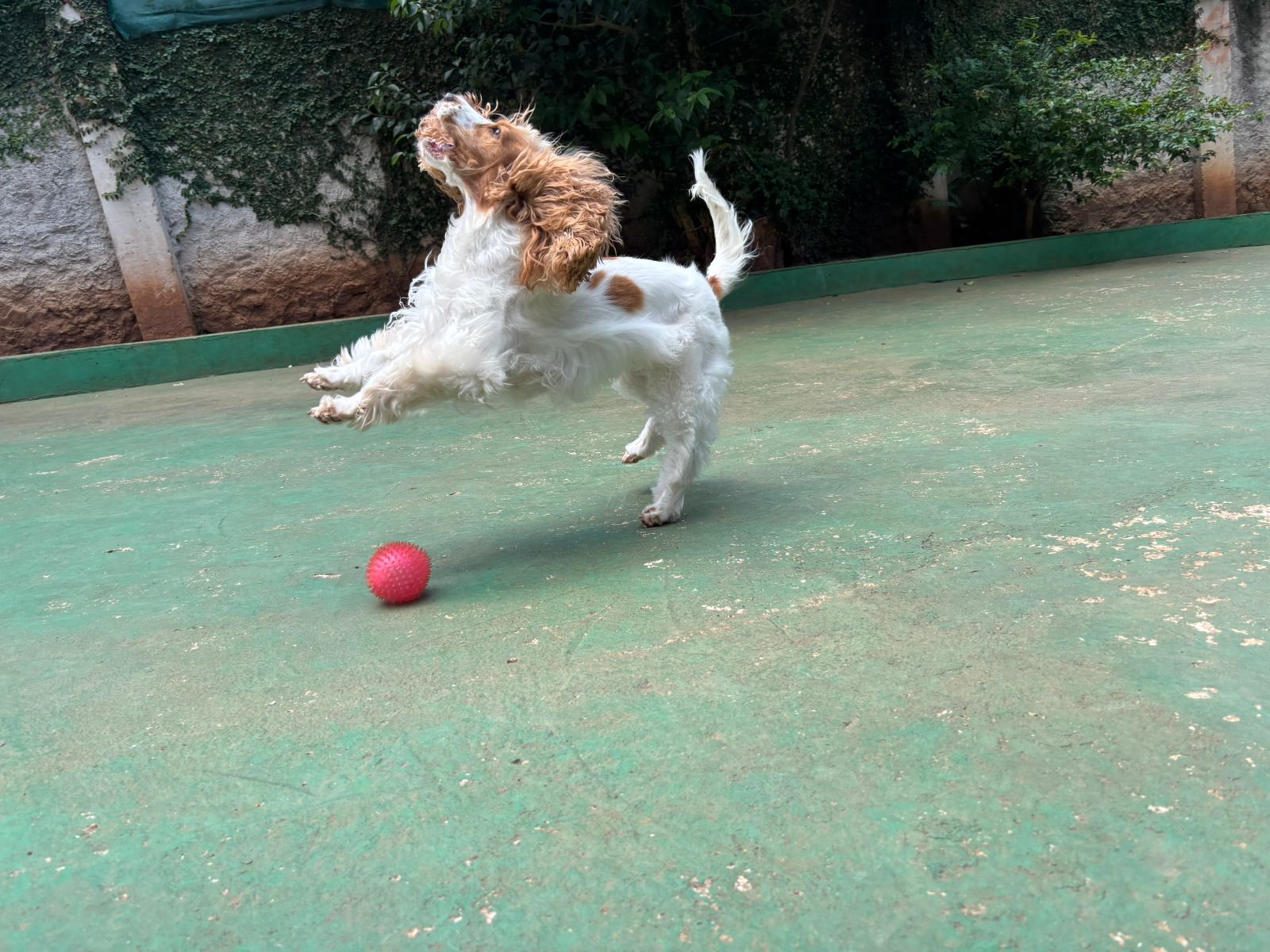 Foto do dia 19/02/2026 11:03  na clínica Animal House