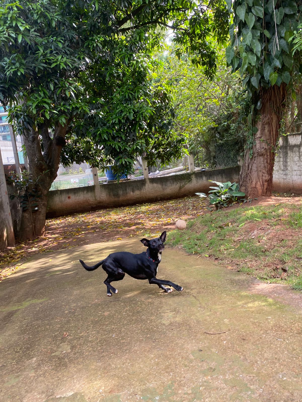 Foto do dia 19/02/2026 15:40  na clínica Animal House