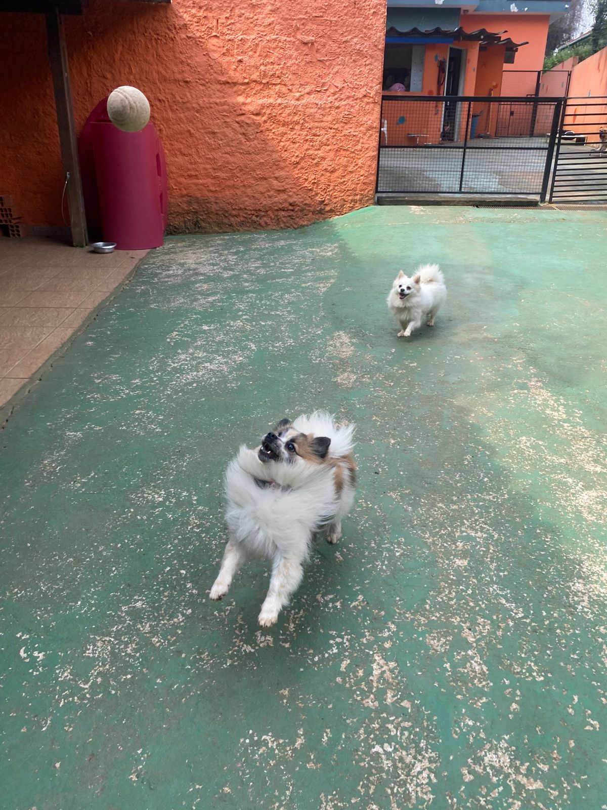 Foto do dia 19/02/2026 15:41  na clínica Animal House