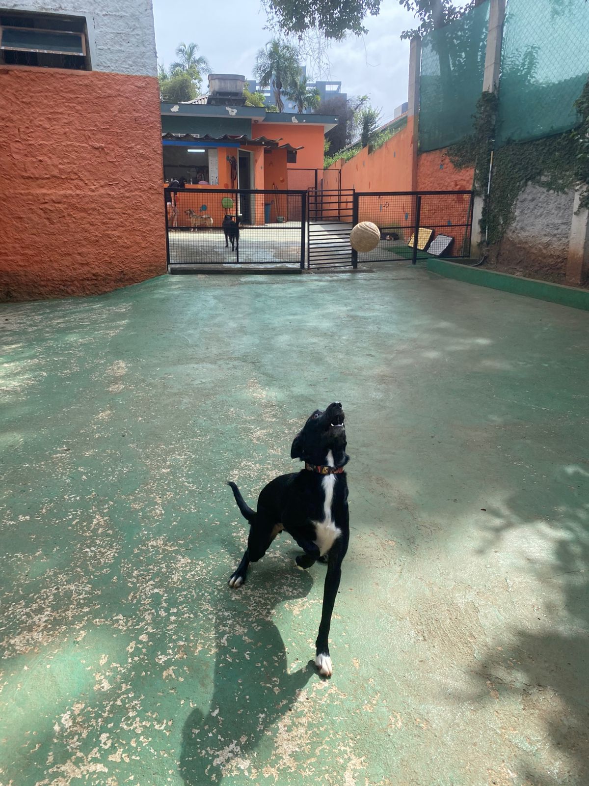 Foto do dia 20/02/2026 10:05  na clínica Animal House